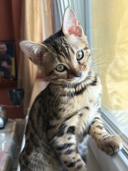 Бенгальські котенята