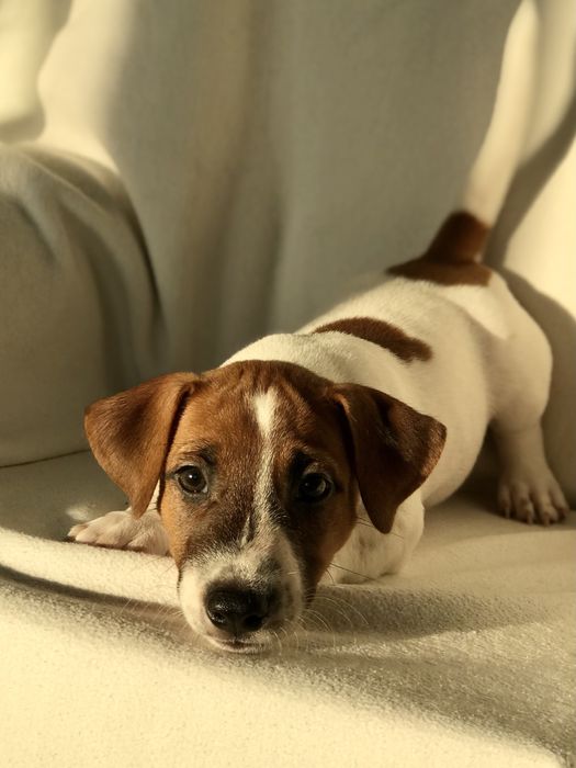 ДжекоМальчик‼️КСУ Профпитомник.