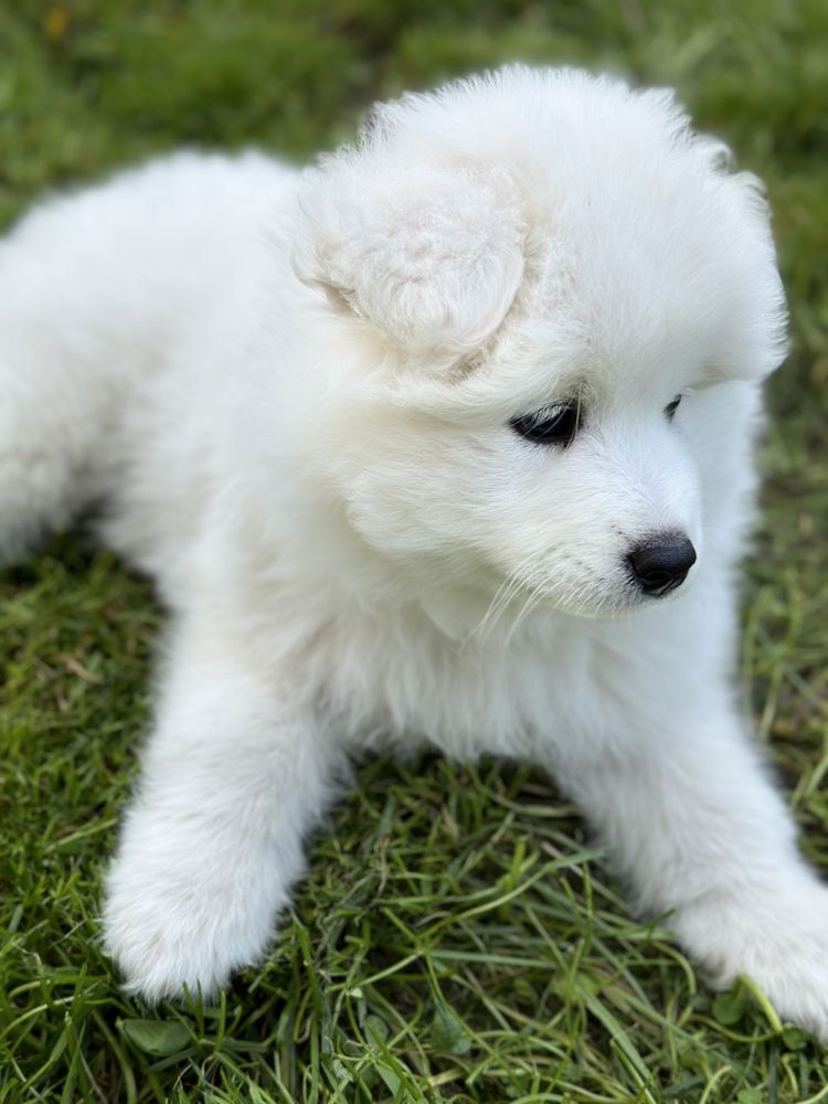 Piesek Samoyed Samiec