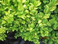 Bukszpan aureovariegata - sadzonka