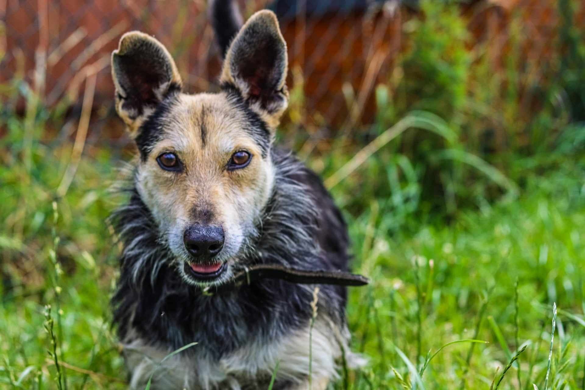 Energiczny Miki do adopcji