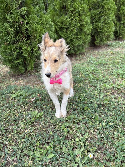 Owczarek Szetlandzki Szeltie suczka paszport