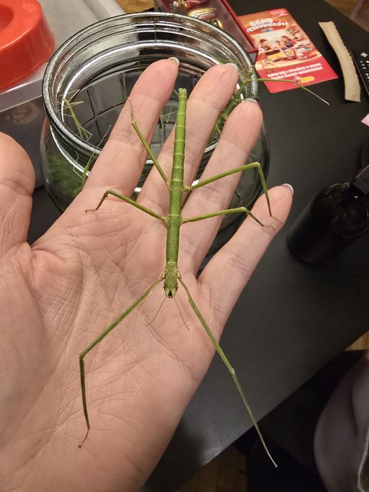 Patyczaki rogate i skrzydlate patyczak Strzelin