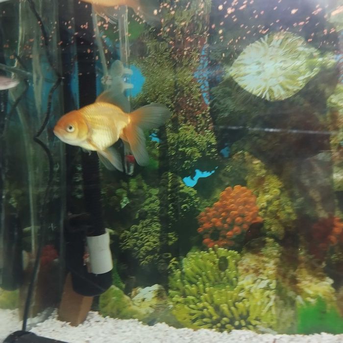 Peixes de água fria