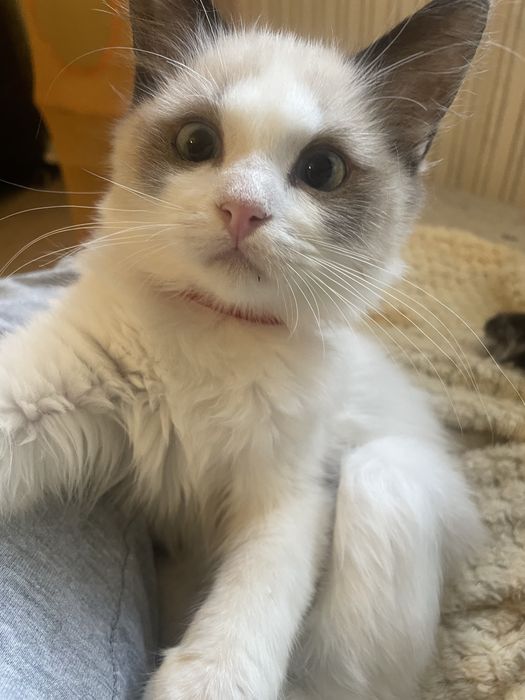 Ragdoll rodzice FPL/FIFE  kocurek kot wnuk Championa Polski