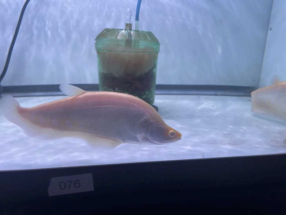 Chitala ornata albino 15-18cm