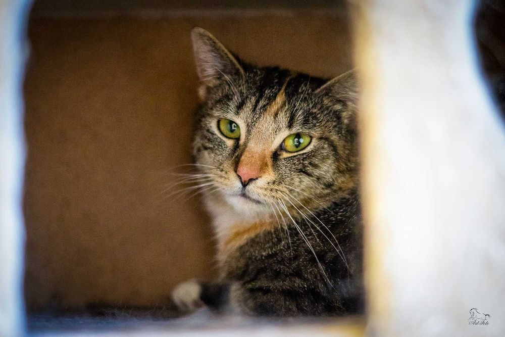 Młoda kotka Nastka do adopcji