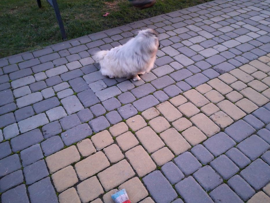 В'язка, злучка королівський пекінес