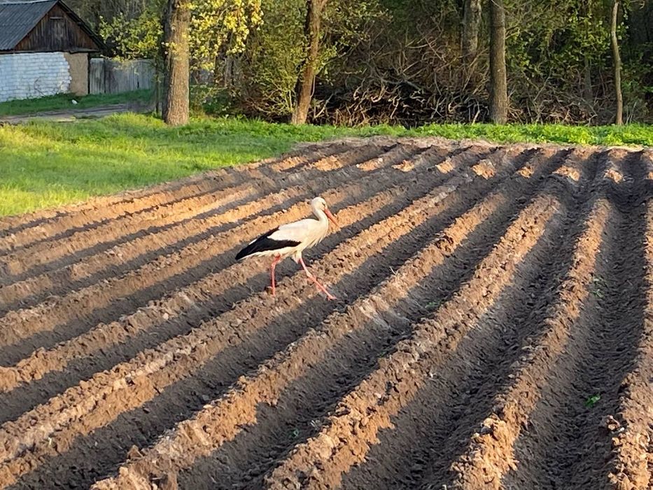 Продам будинок в Бервицях Броварського району