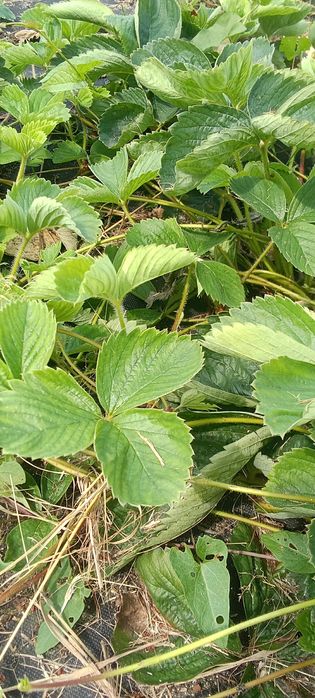 Sadzonki truskawek 200 sztuk