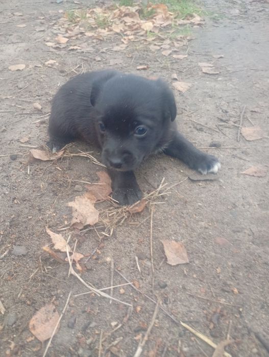 Pieski oddam za darmo