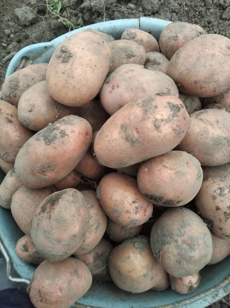 Продам насіння картоплі різних сортів