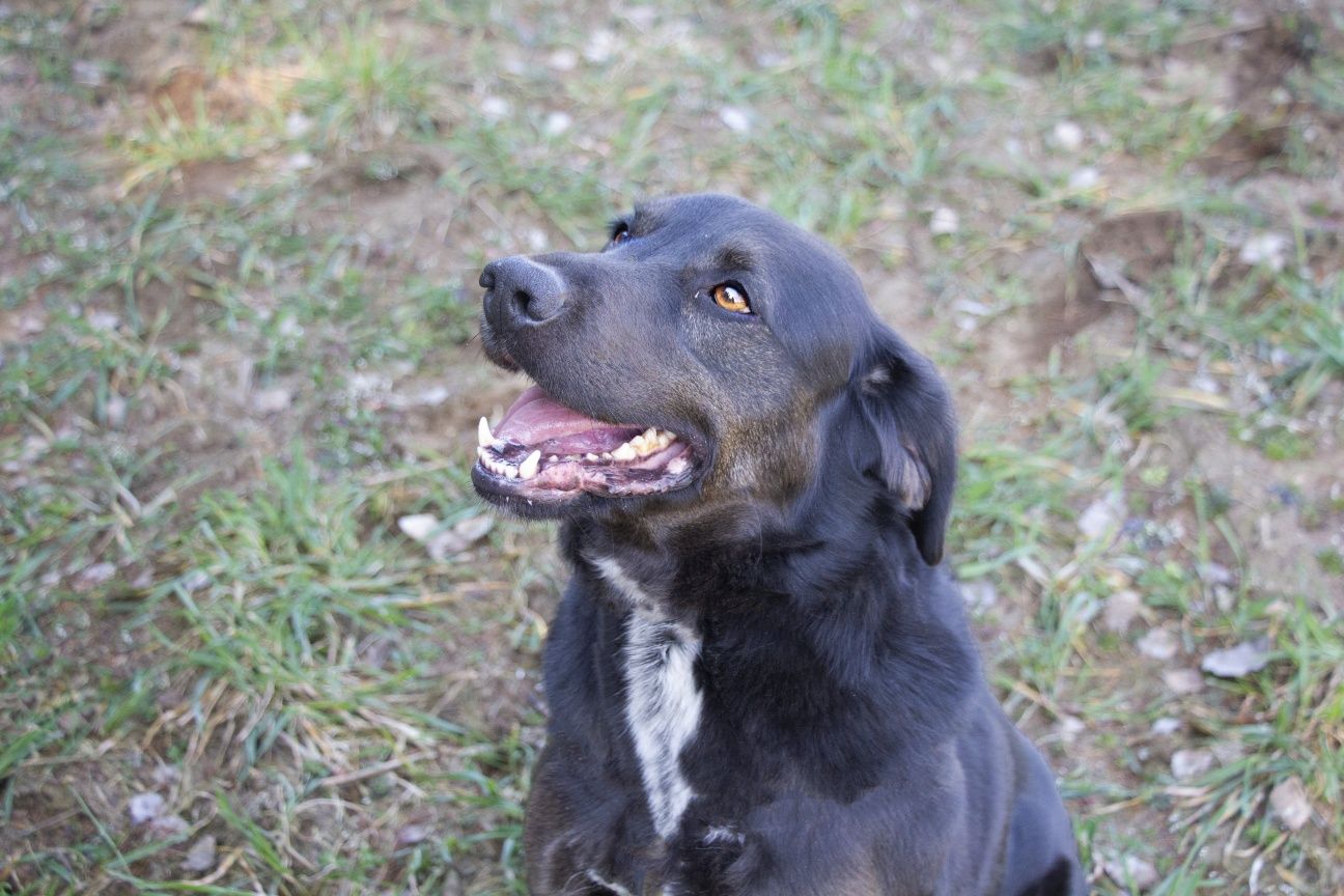 Rex - w typie labradora, do adopcji