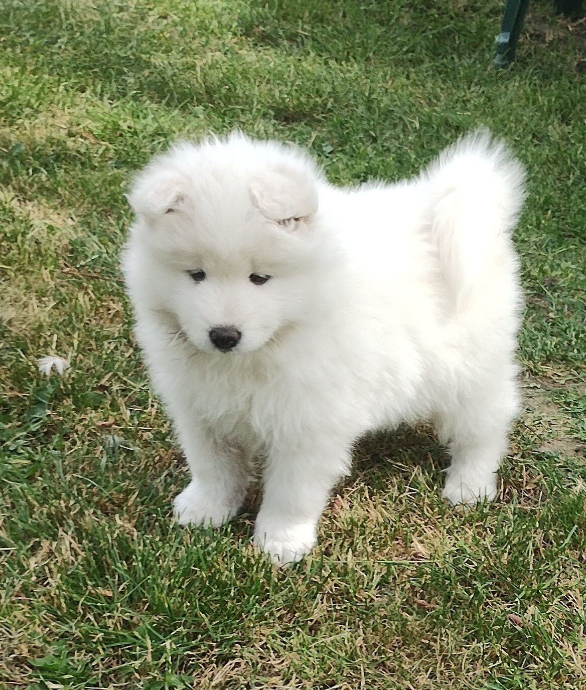Suczka Samoyed /Samoyed