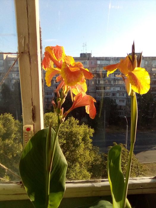 Відростки канни золотистої.