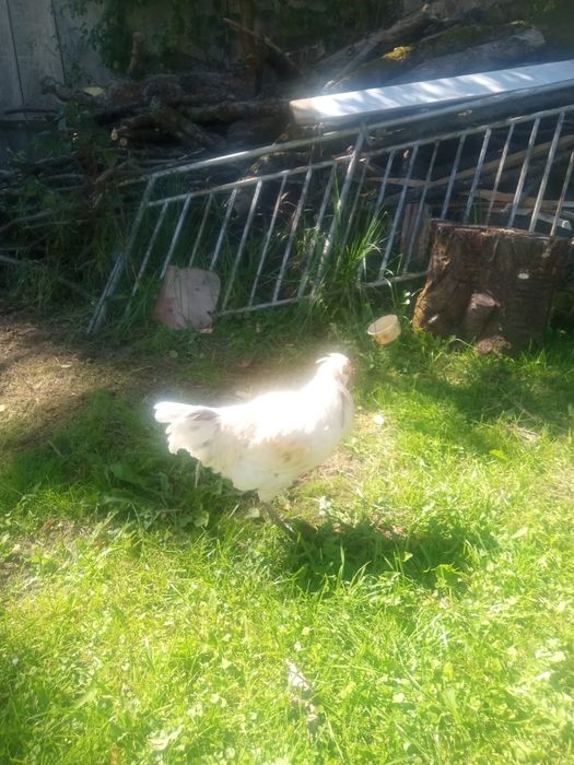 Dwa koguty z własnej hodowli sprzedam lub zamienię