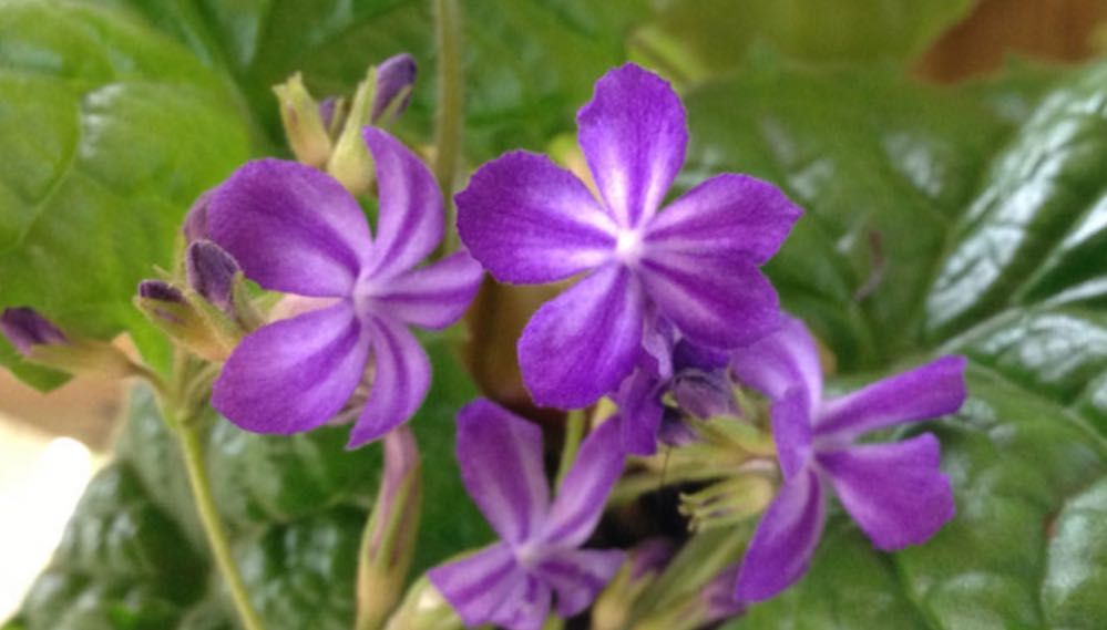 Sadzonka Primulina/Chirita Tabacum