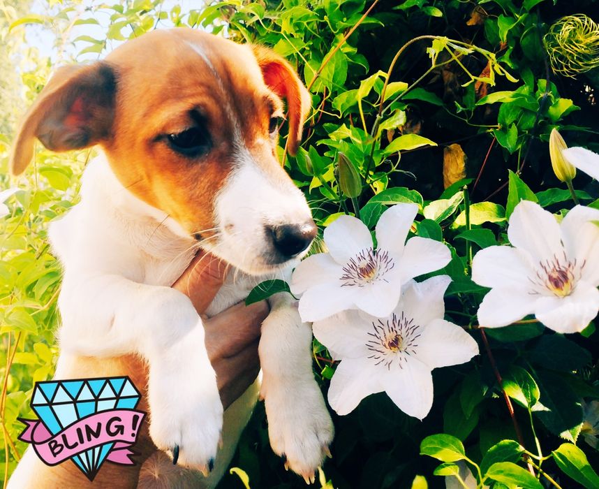 Чудова дівчинка шукає свій дім!