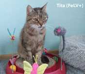 Tita poleca się do adopcji !