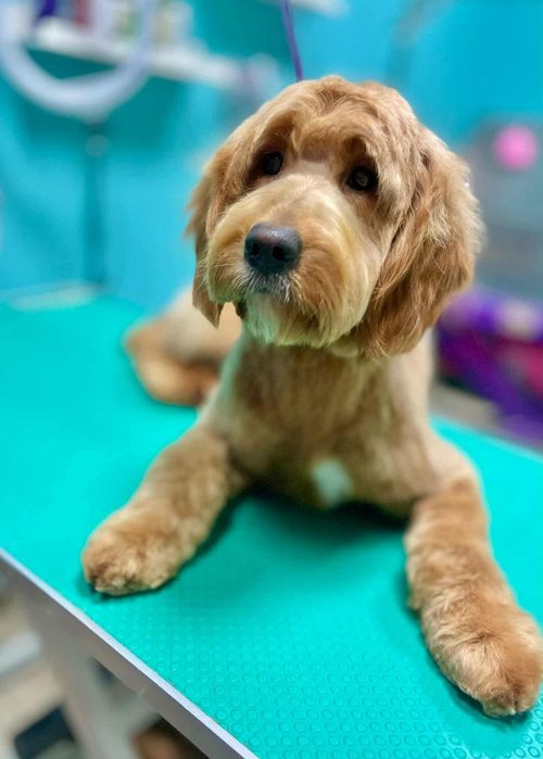Mini Goldendoodle F1b Chłopczyk