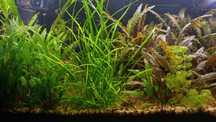 Rośliny akwariowe Cryptocoryne dwa gatunki