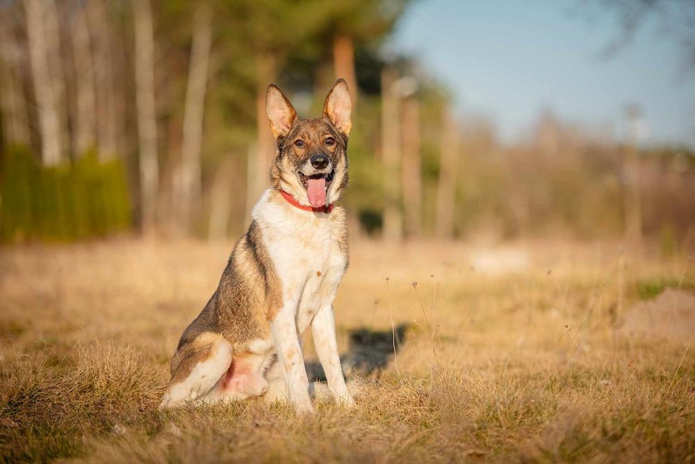 Oddam za darmo/ Śliczny Czesmir szuka domu na stałe (Adopcja)
