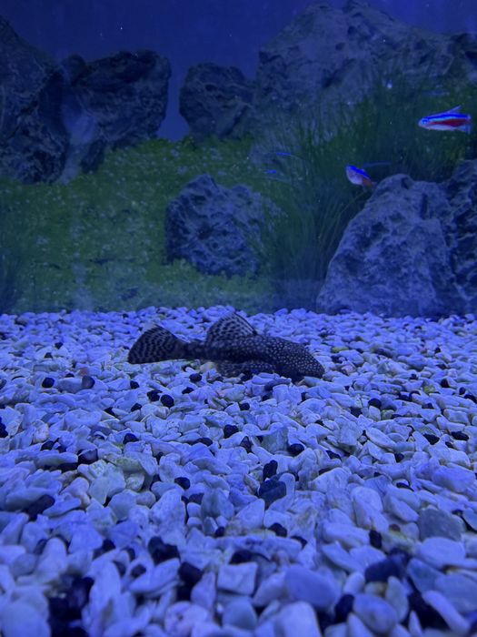 Pleco Ancistrus Femea