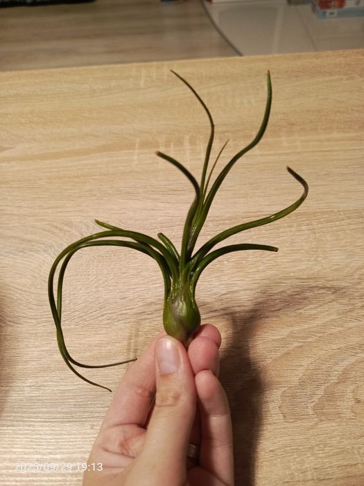 Tillandsia oplatwy