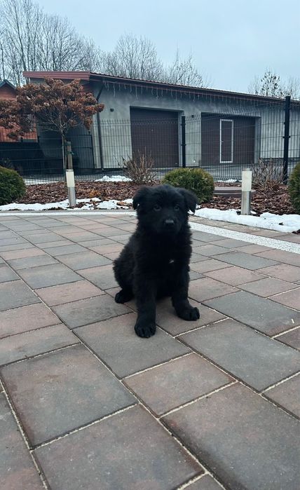 Szczeniak Owczarek Niemiecki Długowłosy