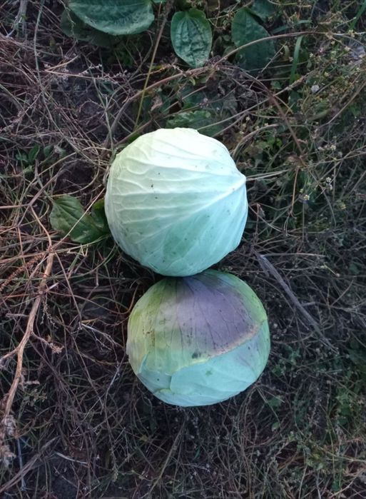 Продаю капусту,картопля ,морква,буряк