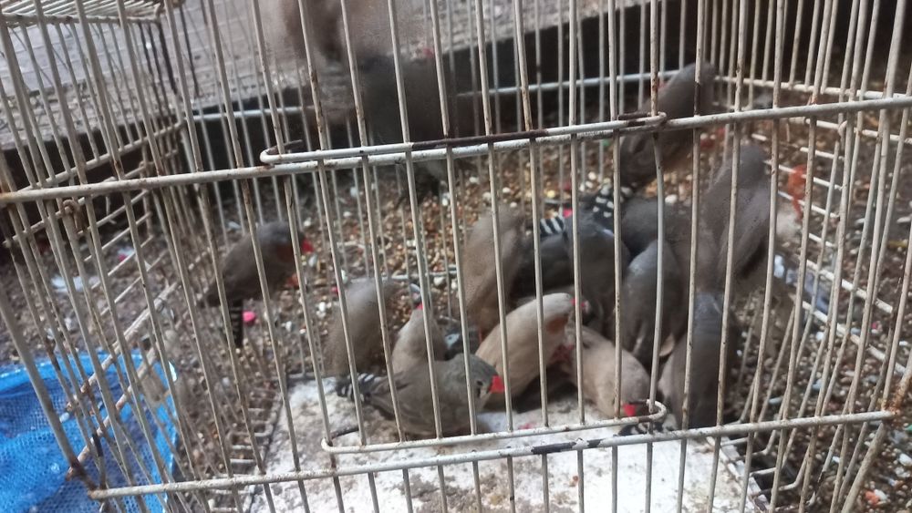 Tenho manderins para venda cada um por 6€