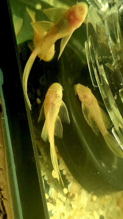 Zbrojnik / glonojad albinos weloniasty / long fin