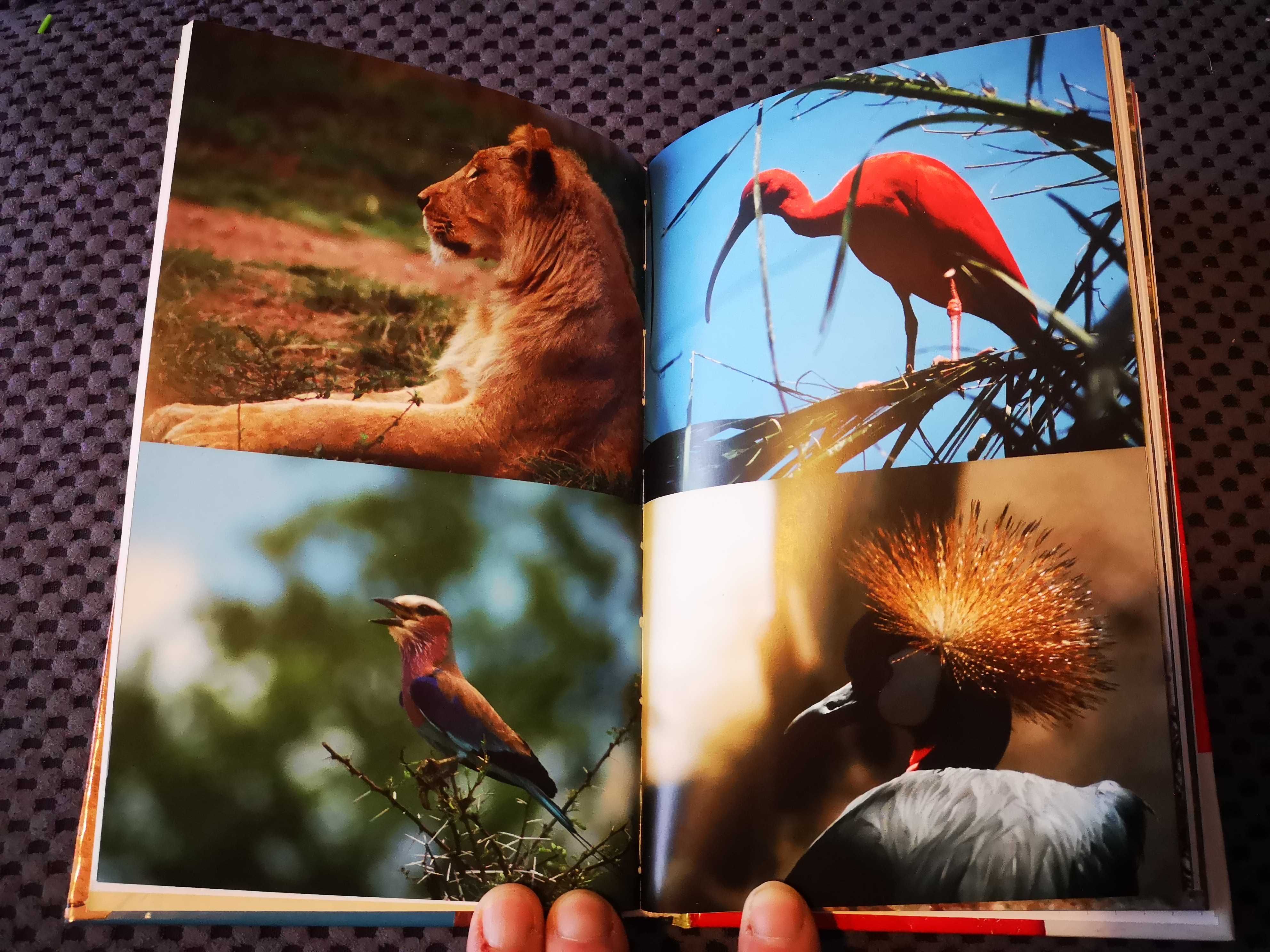 Wakacje w RPA Olga Morawska National Geographic NOWA