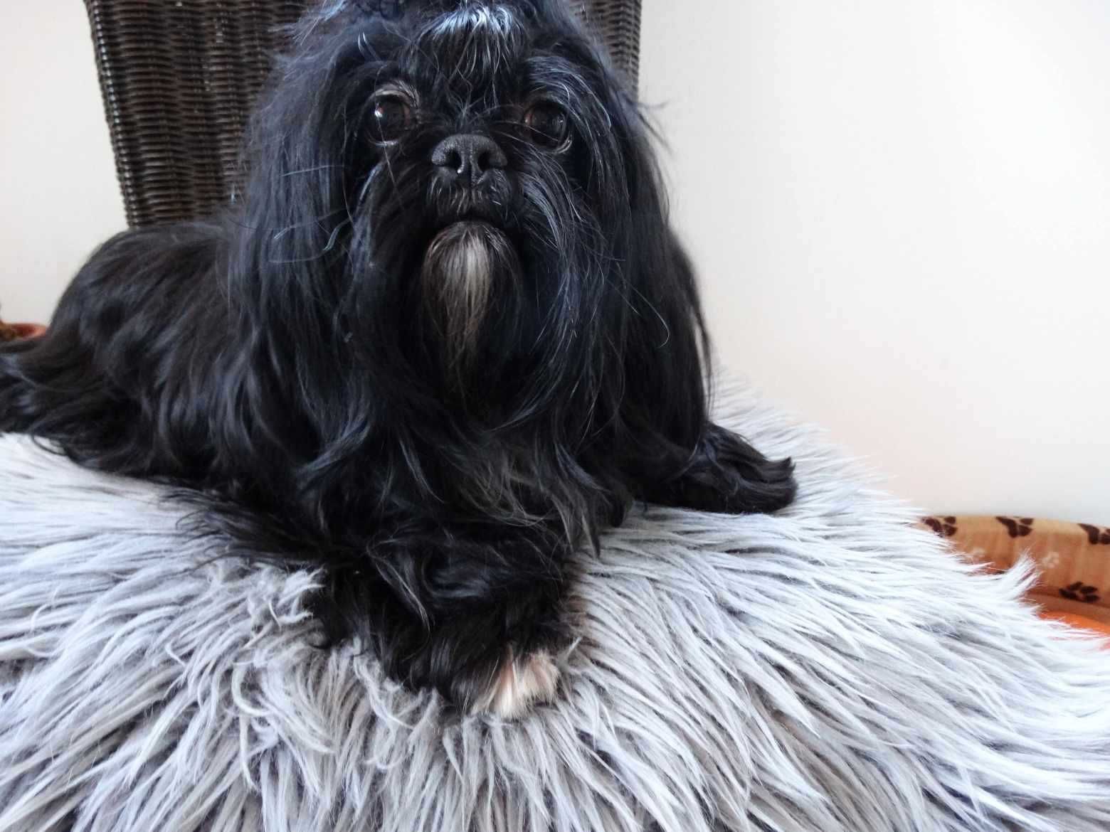 Shih Tzu Sunia- Słodziak