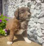 Border collie śliczna suczka przebadani rodzice