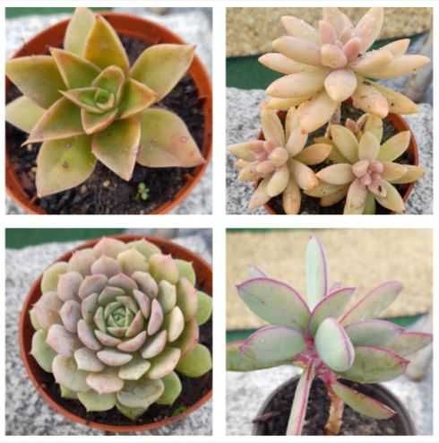 Suculentas em vaso 10,5 cm - 1 €