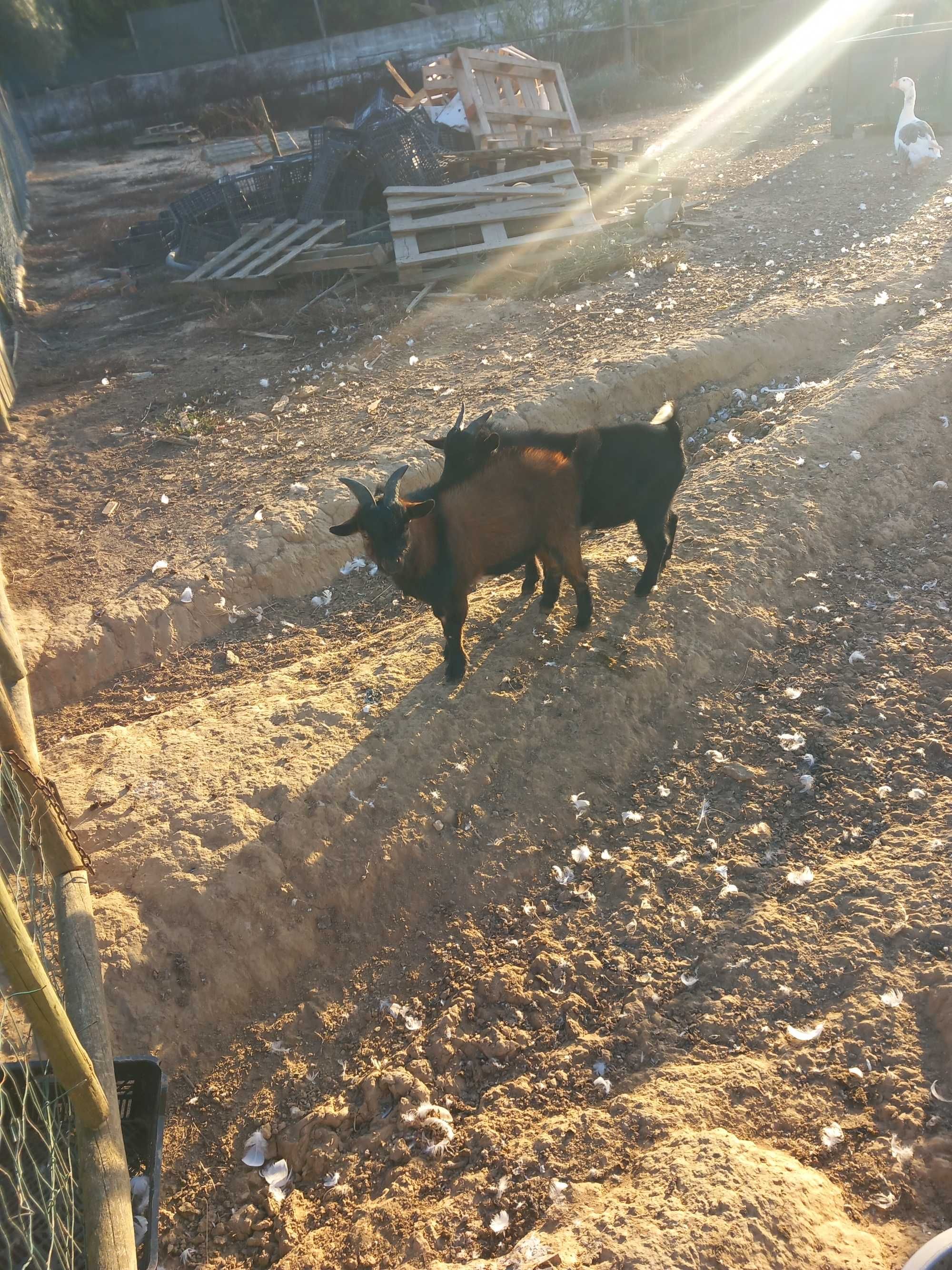 Cabras anãs com 6 meses