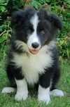 Szczeniak Border Collie- piesek