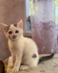 Кіт, котик, кошеня, безкоштовно в добрі руки