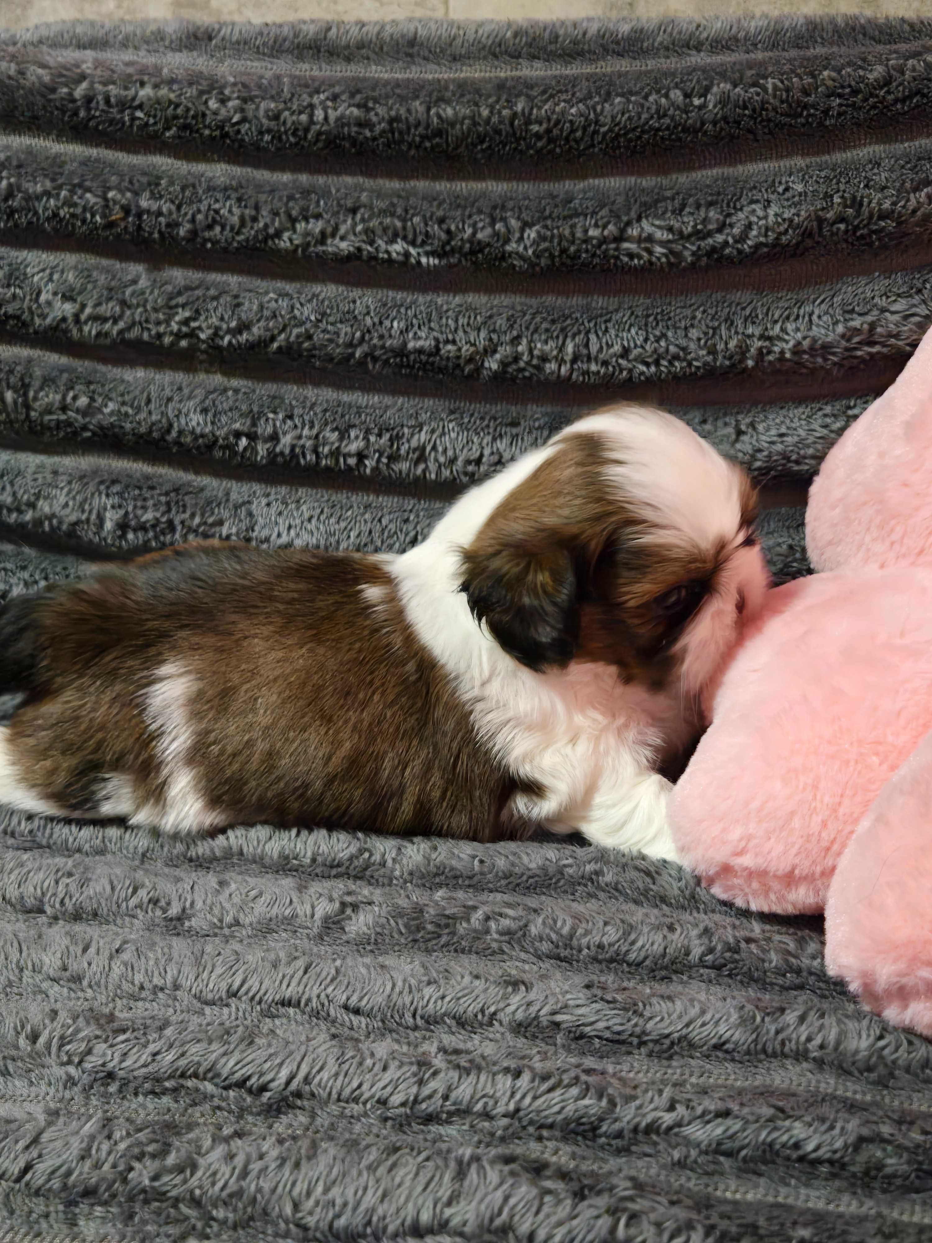 Shih tzu piesek szczeniaczek z rodowodem ZKwP FCI
