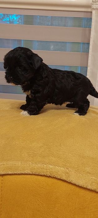 Suczka Yorkshire terrier Black