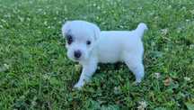Suczka Parson Russell Terrier FCI szczenię