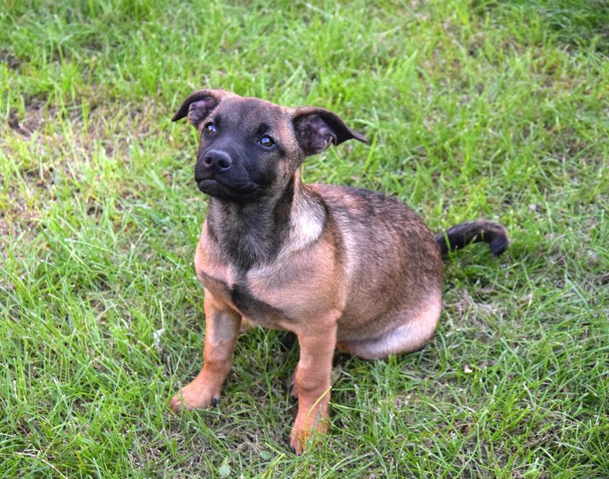 Śliczna, kochana, przytulasna ok 4 mies sunia czeka na dom