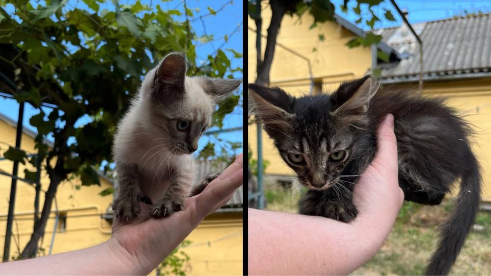 Віддам котиків в добрі руки