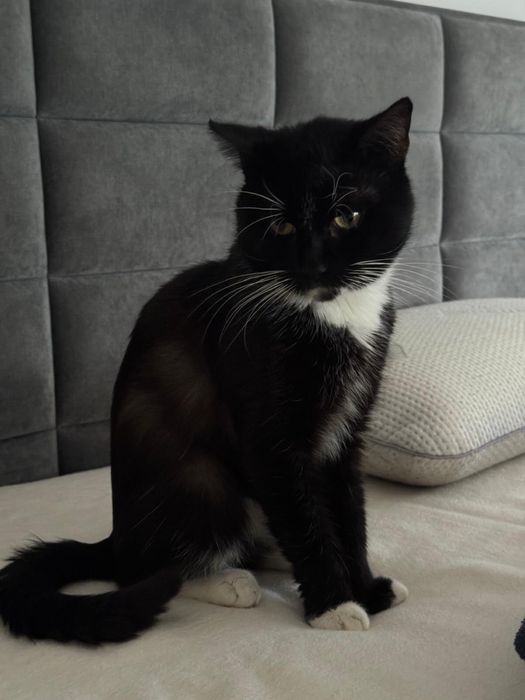 Śliczny czarno biały kocurek Mikuś szuka domu