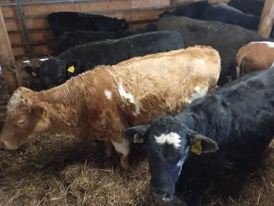 Byczki odsatki byczki