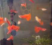 Guppy Full Red Albino Big Dorsal (e outros)