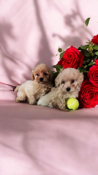 Maltipoo suczka z rodowodem