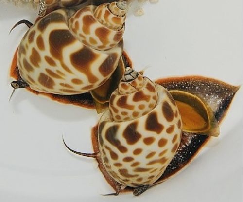 Улитка в морской аквариум Babylonia чистильщик Strombus Tectus