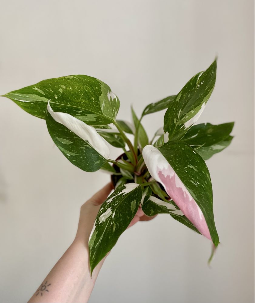 Philodendron pink&white w jednym